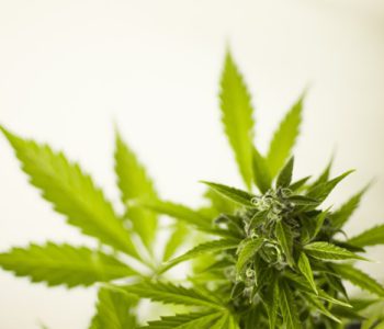 Cannabis legale, un alleato contro le dipendenze?
