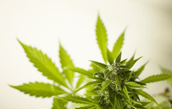 Cannabis legale, un alleato contro le dipendenze?