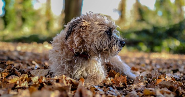 Identificazione dei sintomi dell'infestazione da tenia nel cane