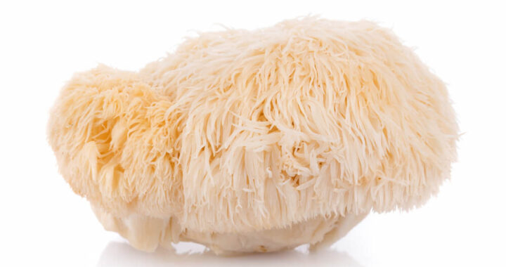 Funghi medicinali tra miti e scienza guida completa ai loro benefici naturali