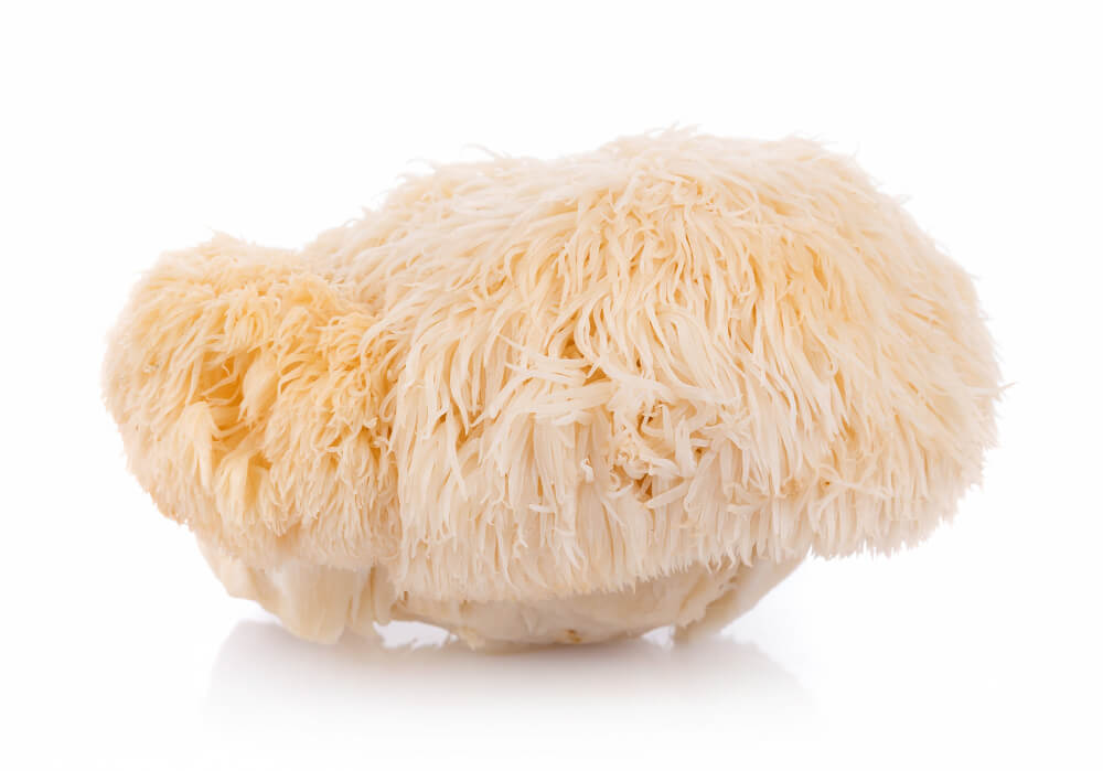 Funghi medicinali tra miti e scienza guida completa ai loro benefici naturali